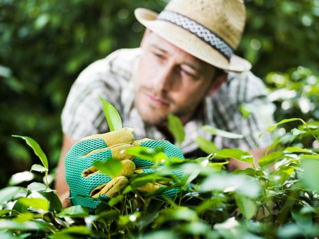 A man wearing a straw hat and gardening gloves carefully tending to a lush green hedge in a well-maintained garden. The hedge appears dense and healthy, with vibrant, glossy leaves forming a natural border along the landscaped yard. In the background, there are additional garden elements, including patches of neatly trimmed grass, a paved pathway, and some trees that provide shade and structure to the outdoor space. The scene is set outdoors on a bright, clear day, with natural sunlight illuminating the greenery, indicating a warm and pleasant weather condition suitable for gardening activities. This image exemplifies professional hedge trimming and garden maintenance services offered in Yeading, with the focus on detailed shrub care and landscape enhancement typical of local gardening specialists like Hedge Trimming Yeading, ensuring a neat and aesthetically pleasing outdoor environment.