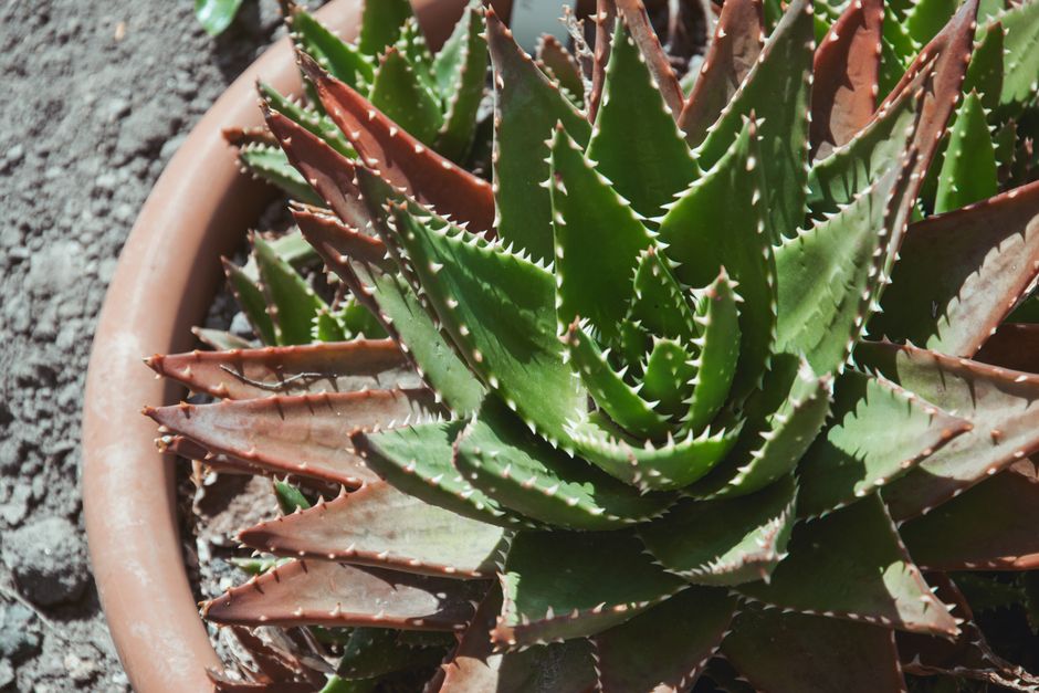 A close-up view of a potted succulent plant with thick, fleshy, green leaves edged with small white teeth, arranged in a rosette pattern. The outer leaves have a reddish-brown tint, contrasting with t