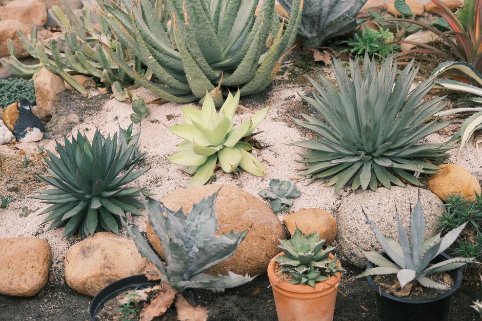 A close-up view of a potted succulent plant with thick, fleshy, green leaves edged with small white teeth, arranged in a rosette pattern. The outer leaves have a reddish-brown tint, contrasting with t